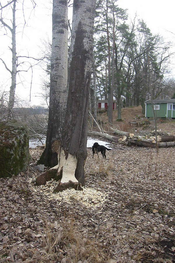 Bäverangripet träd på Farstanäset, Stockholm