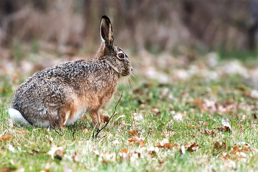 Hare på Farstanäset, Stockholm. Foto: Sebastian Unland