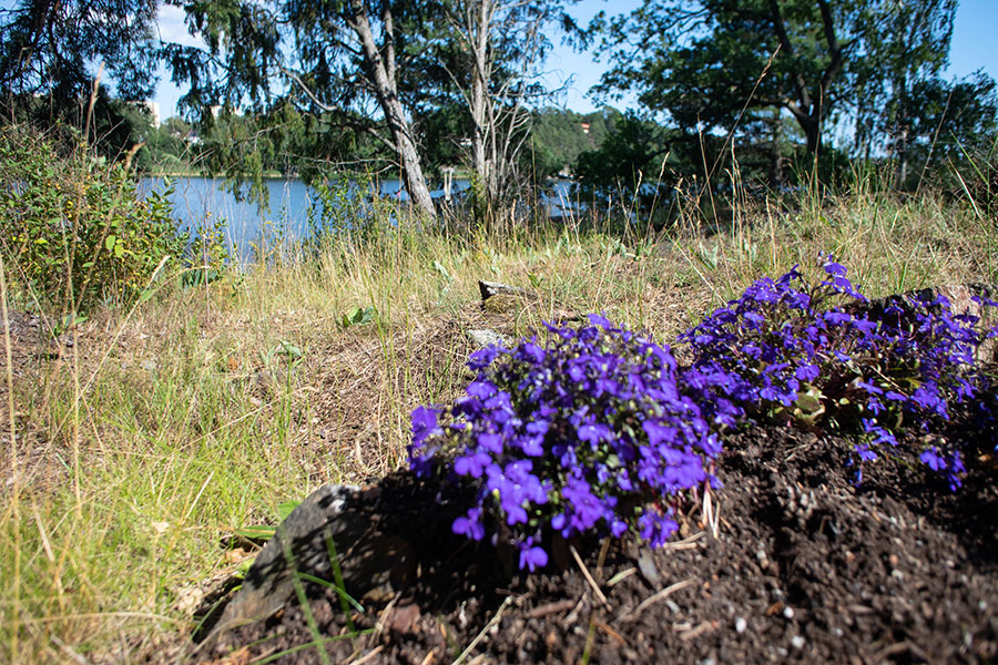 Blomma #5, Farstanäset. Foto: Tomas Wikström