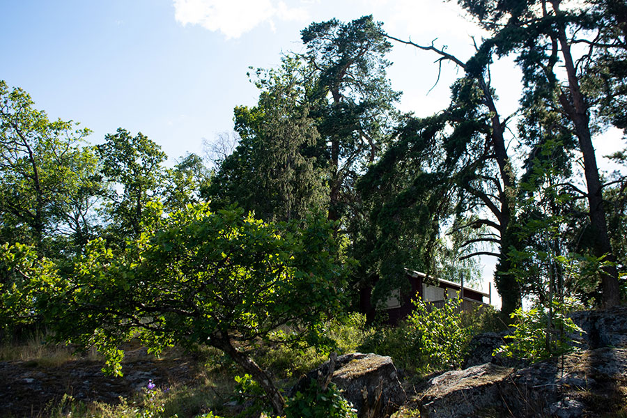 Natur vid Magelungen, Farstanäset. Foto: Tomas Wikström