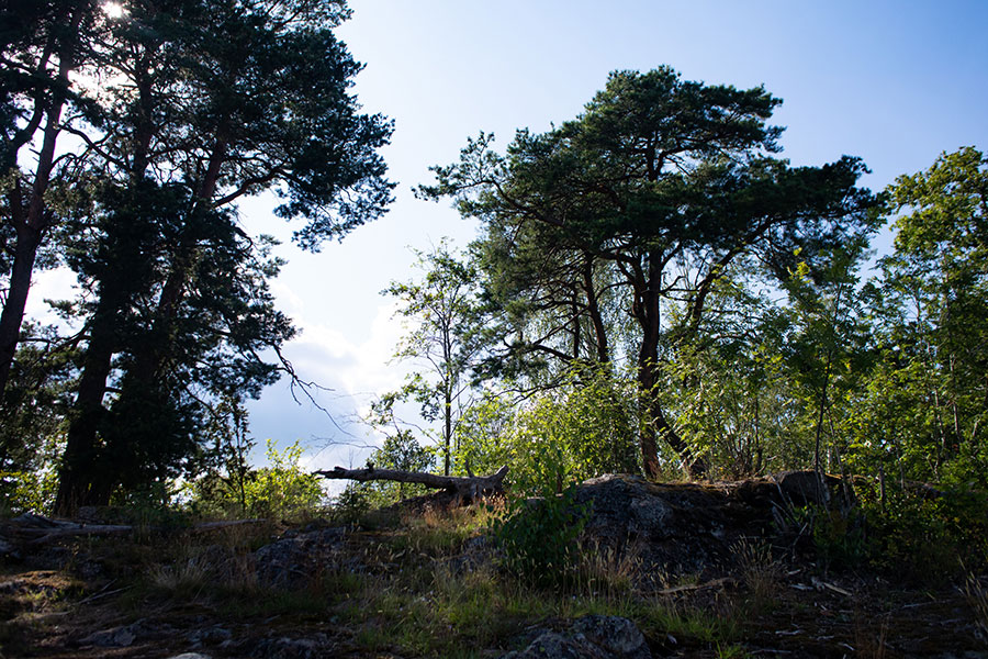 Tallar vid Magelungen, Farstanäset. Foto: Tomas Wikström