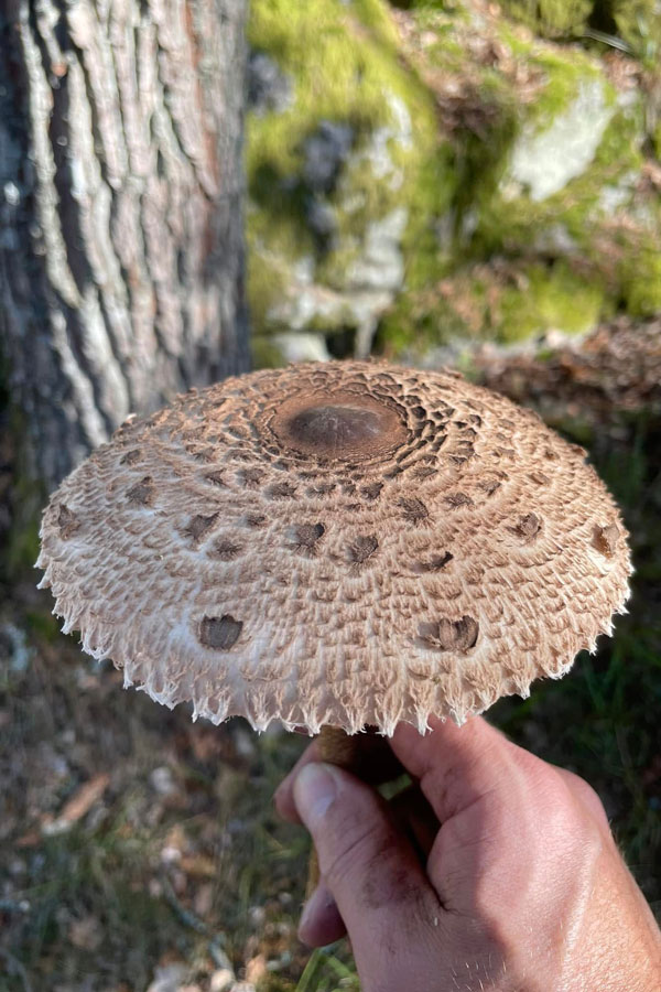 Stolt fjällskivling plockad på Farstanäset, fotograferad 2023. Foto: Tomas Wikström