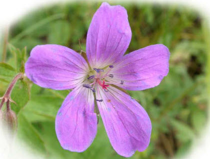 Midsommarblomster, skogsnäva, i blom.