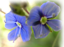 Teveronika med blå blommor.