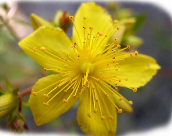Äkta johannesört med gula blommor längs gräsmarkskanten.