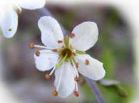 Slånbuskar med vita blommor och mörka grenar.
